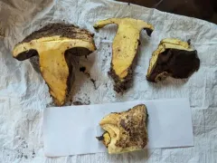 Golden Bolete thumbnail 1