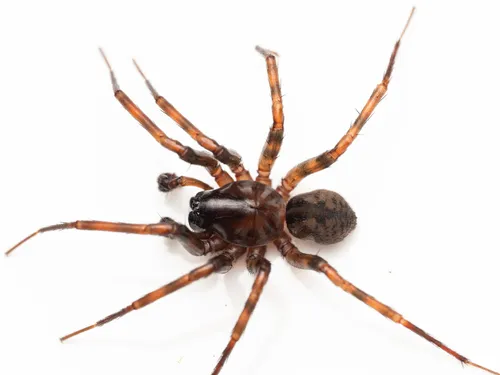 Common West Coast Woodland Spider