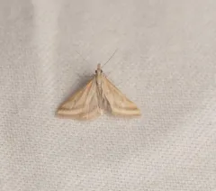 Yellow-veined Moth thumbnail 2