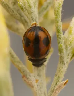 Winter Lady Beetle thumbnail 1