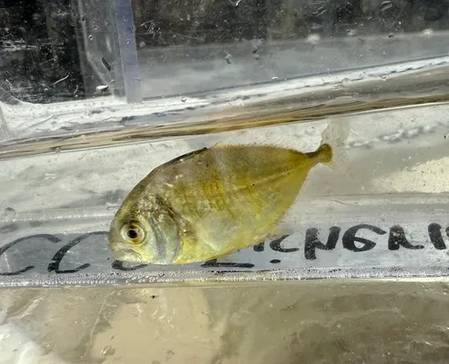 Atlantic Crevalle Jack