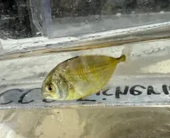 Atlantic Crevalle Jack thumbnail 1