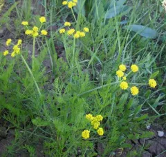 Wasatch desertparsley thumbnail 1