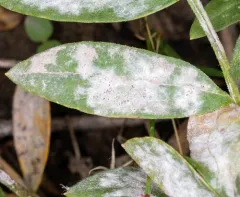 Golovinomyces magnicellulatus thumbnail 2