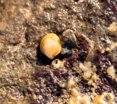 Glandular Bean Mussel thumbnail 3