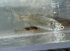 White Mullet thumbnail 2