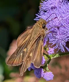 Ocola Skipper thumbnail 2