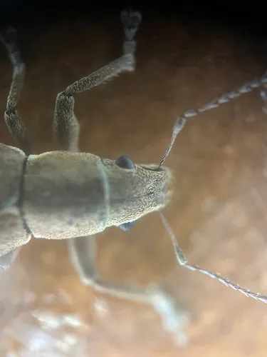 Fuller's rose weevil