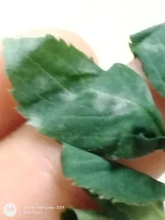 Erysiphe vanbruntiana thumbnail 3