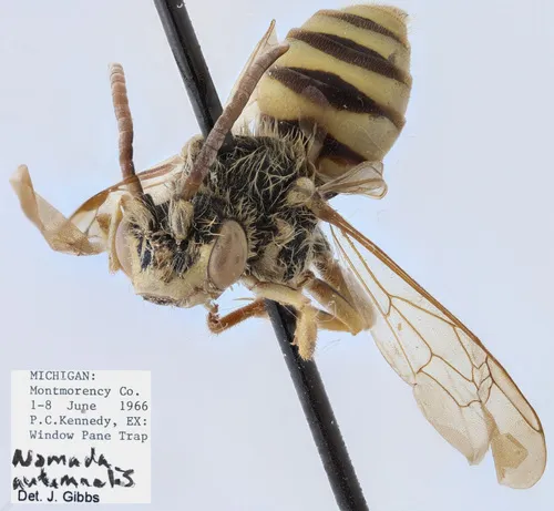 Autumnal Nomad Bee