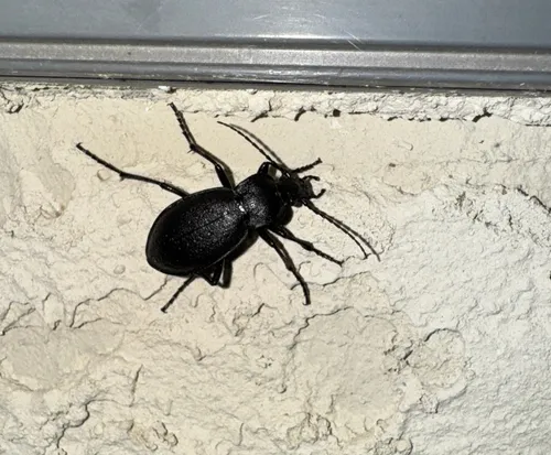Gravel Ground Beetle