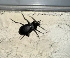 Gravel Ground Beetle thumbnail 1