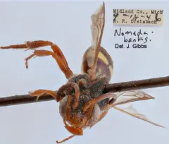 Banks' Nomad Bee thumbnail 4