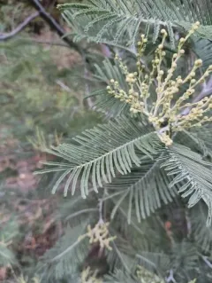 Silver wattle thumbnail 2