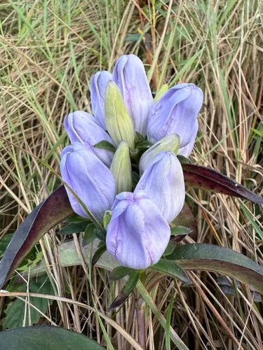 Soapwort Gentian