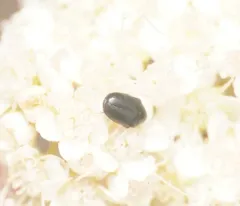 Dark Carpet Beetle thumbnail 2