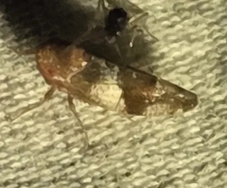 Norvellina helenae