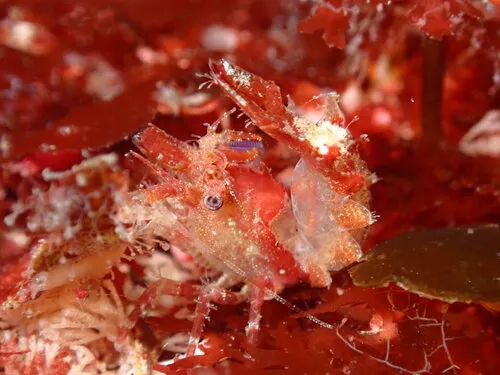 Cataleptic Lebbeid