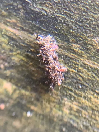 Lichen Case-bearer