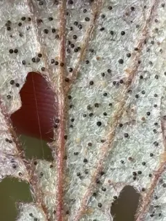 Phyllactinia holodisci thumbnail 4