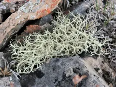 Arctic Oakmoss Lichen thumbnail 2
