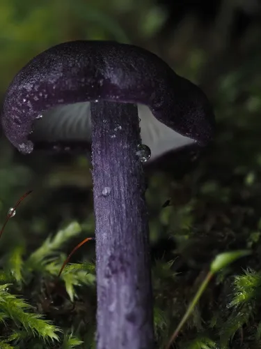 Entoloma pigmentosipes