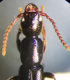 Lathrobium fauveli thumbnail 3