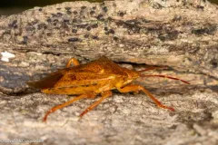Apoecilus cynicus thumbnail 2