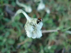 Hieroglyphic Lady Beetle thumbnail 3