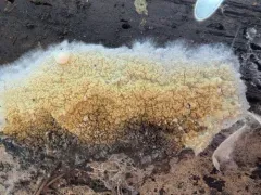 Penttilamyces olivascens thumbnail 4
