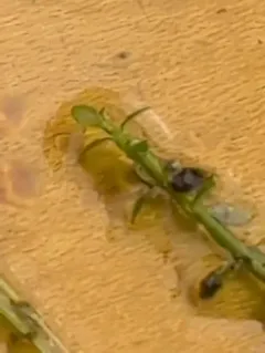 Small Waterwort thumbnail 3