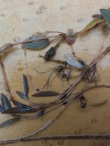 snailseed pondweed