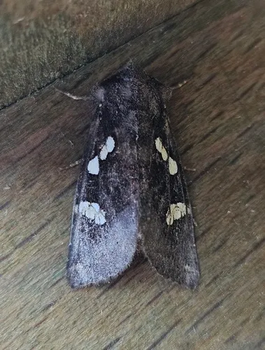 Culver's Root Borer Moth