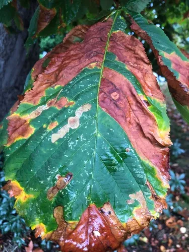 Horse-chestnut Leafminer