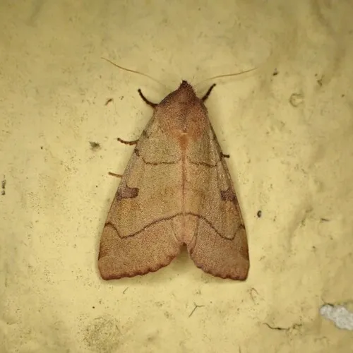 Bent-lined Dart