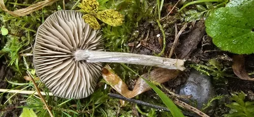Entoloma fusciceps