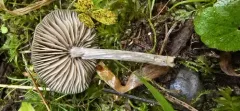 Entoloma fusciceps thumbnail 1