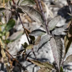 Podosphaera bidenticola thumbnail 4