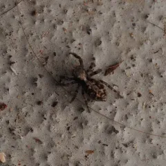 House Jumping Spider thumbnail 2