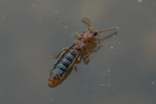 Paramblopusa borealis