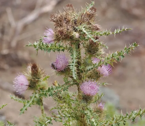 Peck's Thistle