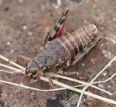 Slow Mountain Grasshopper thumbnail 2
