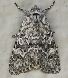 Psammopolia arietis thumbnail 4