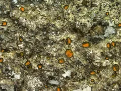 Caloplaca litoricola thumbnail 4