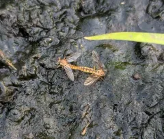 Neoempheria balioptera thumbnail 2