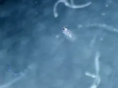 Sphaeridia pumilis thumbnail 2