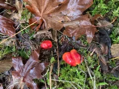 Orange Waxcap thumbnail 4