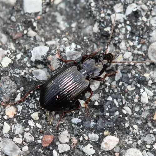 Punctiform Harp Ground Beetle