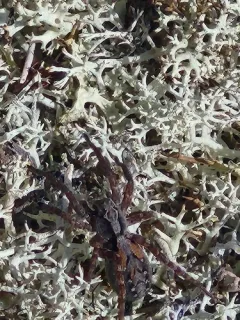 Painted Wolf Spider thumbnail 2