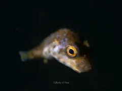 Bandtail Puffer thumbnail 3